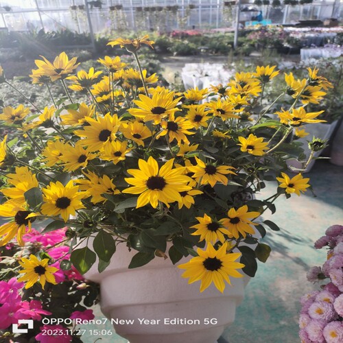 光辉岁月庭院向日葵绿植太阳花