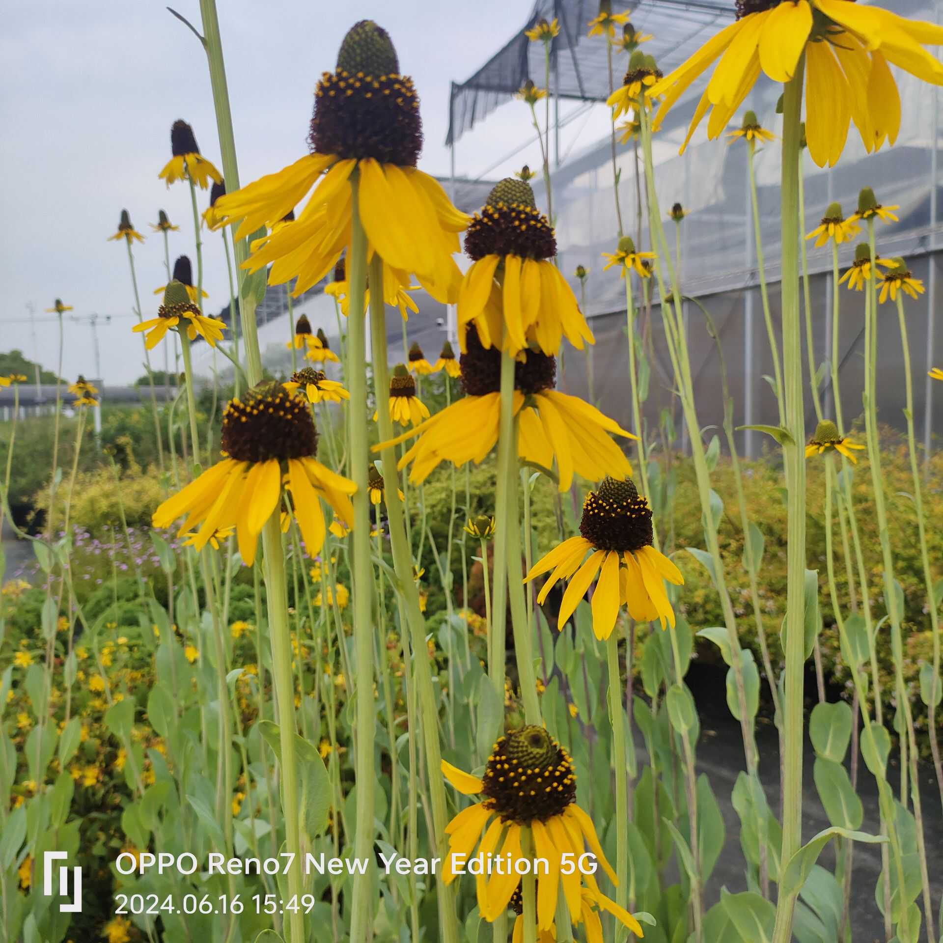 蒲棒菊树苗盆栽观花宿根耐寒背景大花金光菊苗花镜植物搭配地栽花