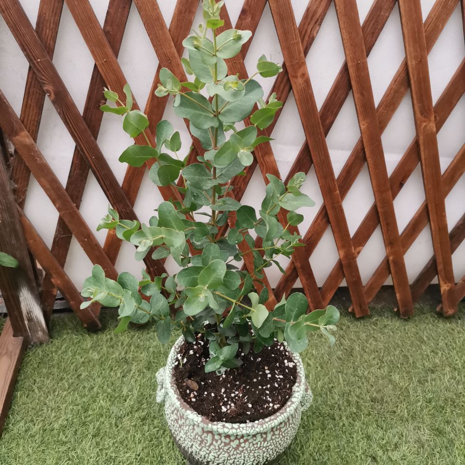 尤加利加拿大花园四季观叶植物