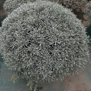 芙蓉菊 玉芙蓉 银叶菊 银香菊 银蜡菊 银叶朝雾草 银色观叶植物