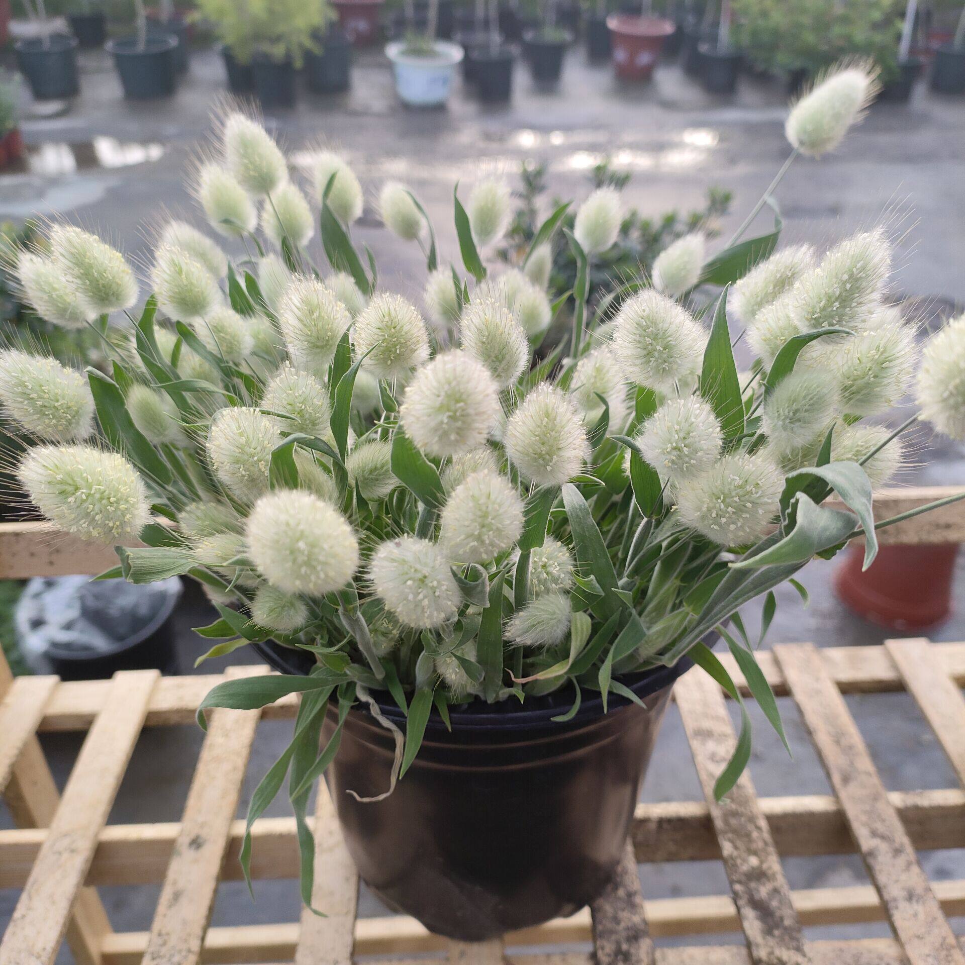 小兔子狼尾草盆栽花镜植物观赏草美观阳台庭院耐热耐寒多年生宿根