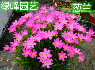 葱蓝风雨兰花苗盆栽绿植大苗四季花卉庭院花坛包邮庭院化园阳包邮
