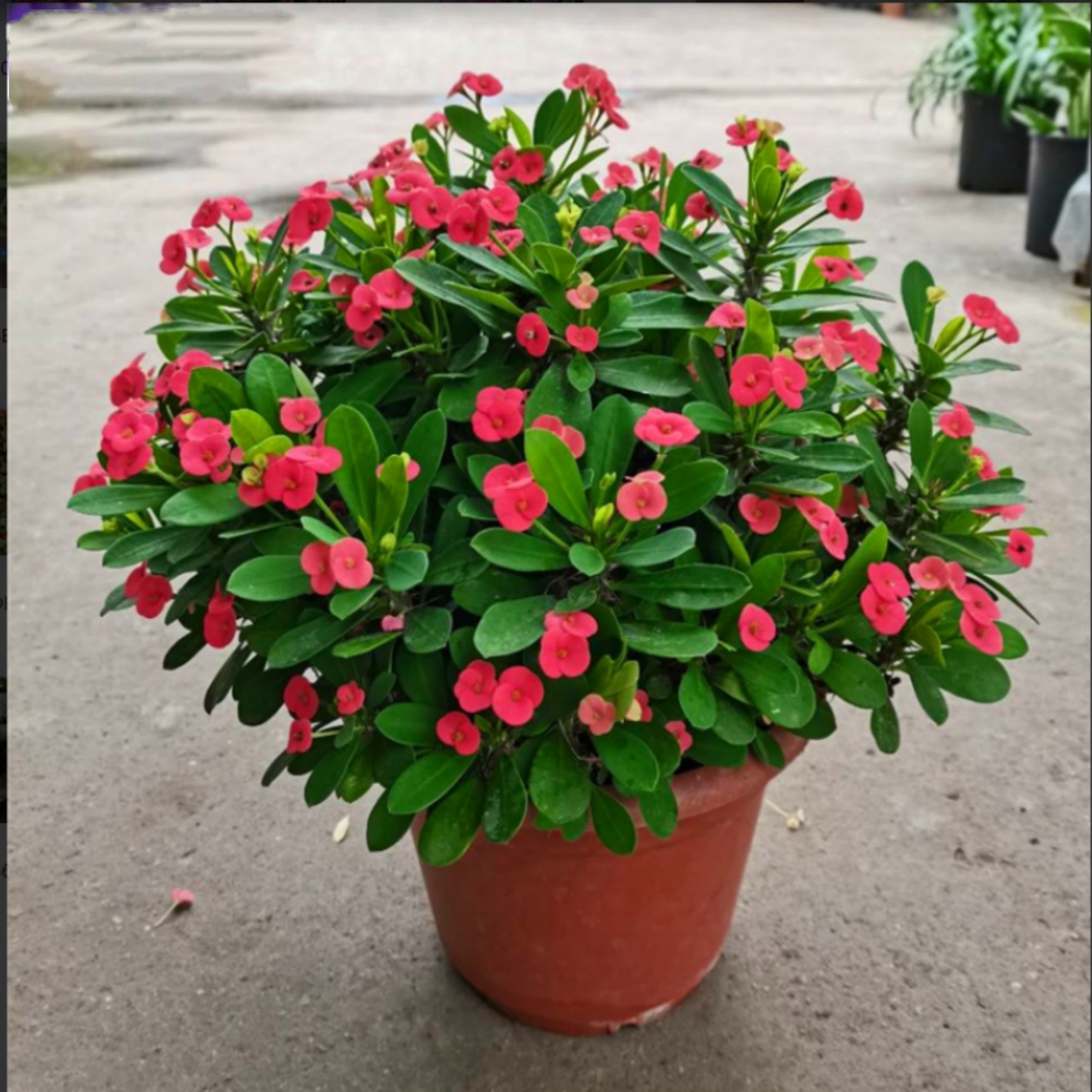 虎刺梅盆栽铁海棠花苗绿植带花室内外阳台花园四季开懒人植物包邮