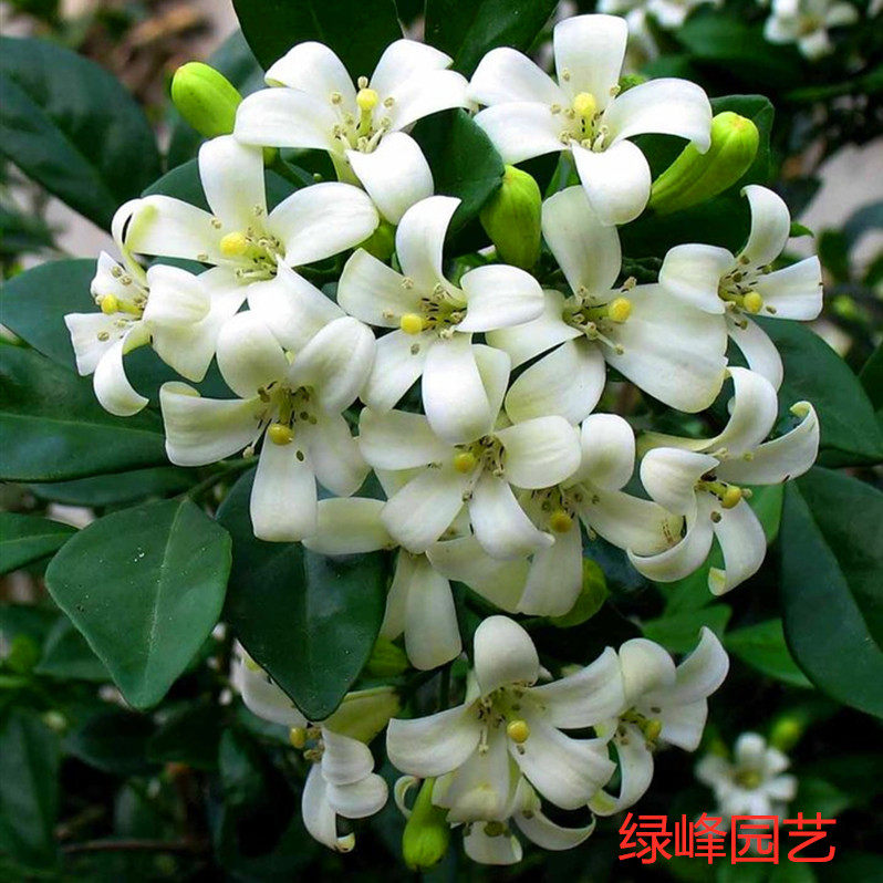 九里香盆栽七里香苗白雪花四季长青阳台庭院植物宿根花卉好养包邮