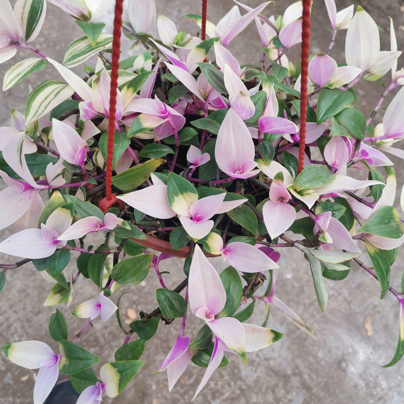 绿峰园艺油画婚礼吊兰室内阳台客窗台厅花卉盆栽懒人植物好养包邮