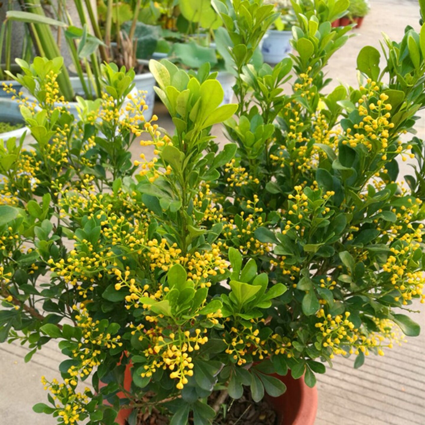 米兰花盆栽四季花卉木本观花植物室外花香浓郁茉莉花栀子花香包邮
