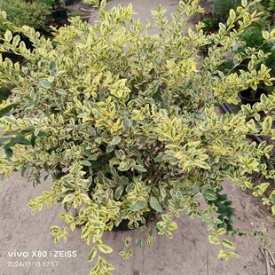 金姬小蜡球花叶香桃木盆栽小丑火棘常绿耐寒庭院花园景观绿植室外