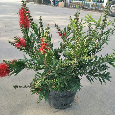 灌木庭院四季常绿好养开花树苗