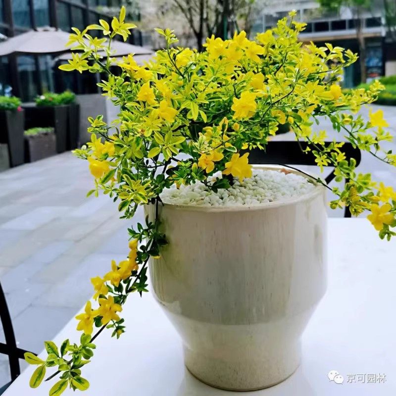 黄金素馨宿根庭院阳台夏季