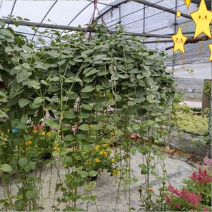 日本雪莹花叶常春藤盆栽垂吊室内外观叶植物四季花卉净化空气绿植