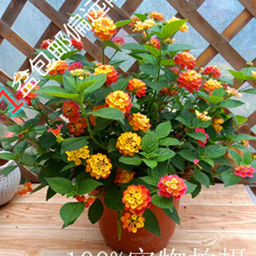 五色梅盆栽绣球花庭院四季