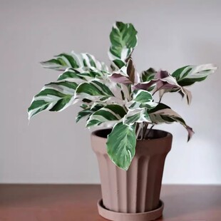 白油画竹芋盆栽北欧出锦植物盆网红室内客厅净化空气四季花卉包邮