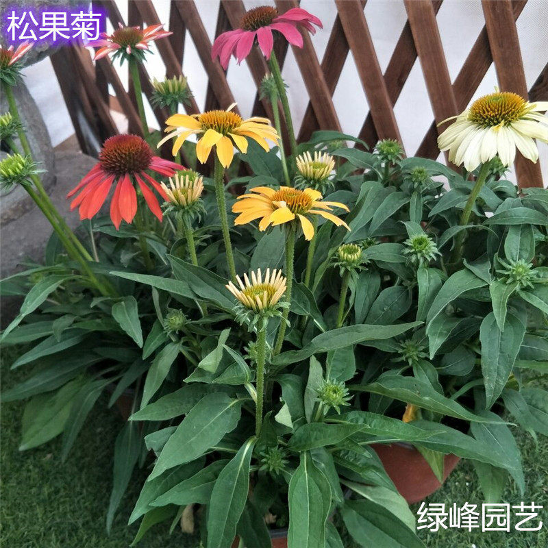 松果菊盆栽大苗 室外露天花园庭院花镜多年生宿根四季花卉1盆包邮