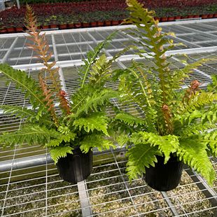 富贵彩虹蕨乌毛蕨荚果蕨针毛蕨室内外耐阴多年生包邮蕨类观叶植物