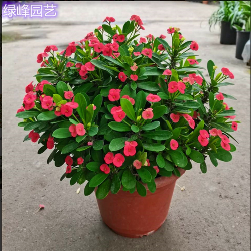 绿植虎刺梅铁海棠懒人植物包邮