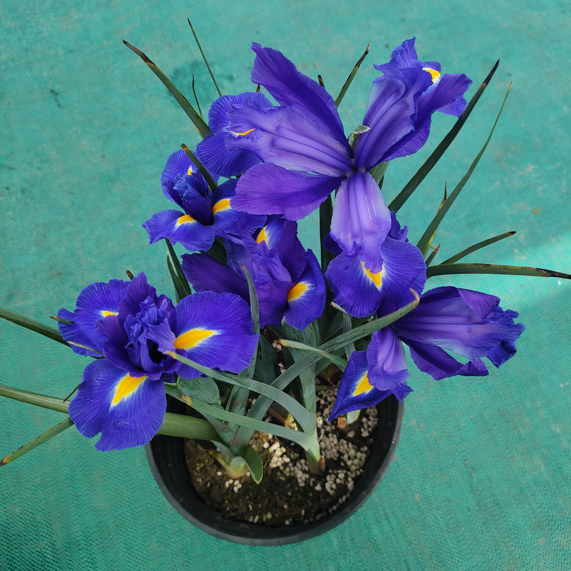 德国鸢尾球根燕尾盆栽好养紫色