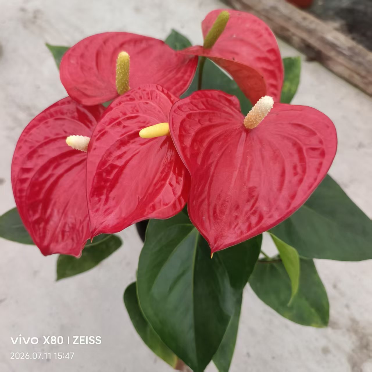 红掌盆栽粉掌水培土培观花植物室内桌面阳台绿植四季花卉好养耐旱