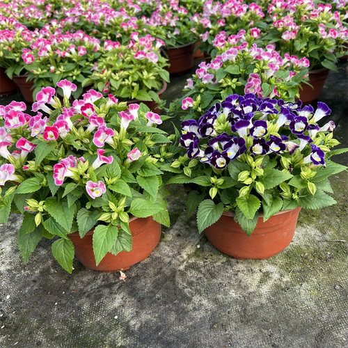夏堇盆栽花苗阳台庭院木槿