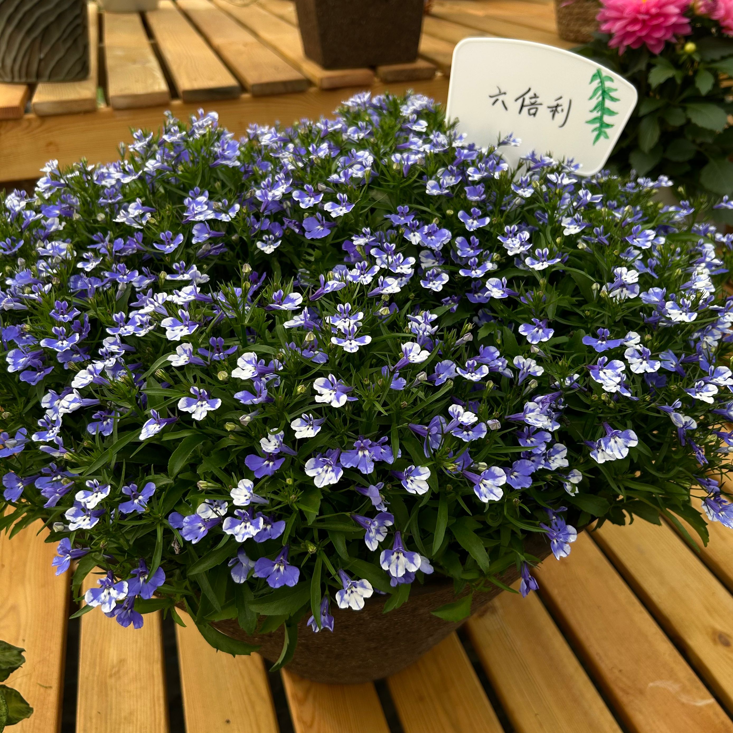 半边莲六倍利盆栽庭院花卉观花植物美观净化空气包邮耐寒带花包邮