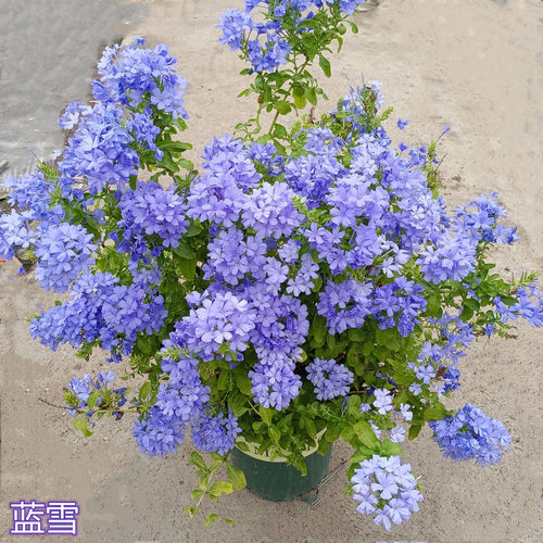 蓝雪花阳台大苗四季庭院爬藤包邮