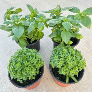 食用罗勒大叶甜罗勒密叶罗勒柠檬百里香紫苏薄荷欧琴盆栽植物包邮