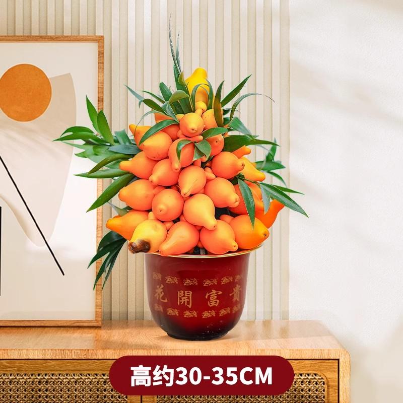 室内黄金万两盆栽带果观赏植物