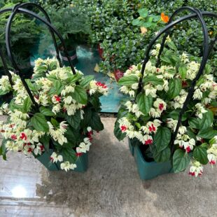 龙吐珠花盆栽观花植物庭院阳台藤本客厅花苗四季花卉爬藤植物好养