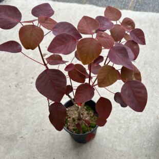 紫锦木成品盆栽彩叶树木本植物多年生耐热植物红乌桕室内外花卉