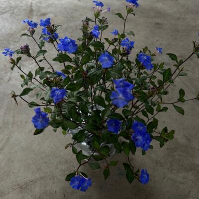 蓝角柱岷江蓝雪花蓝角柱岷