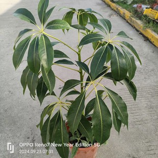 日本大叶伞保罗室内大型绿植办公室网红植物包邮