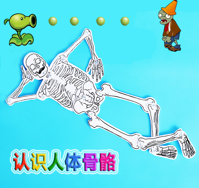 diy骨骼模型中性教具科普器材
