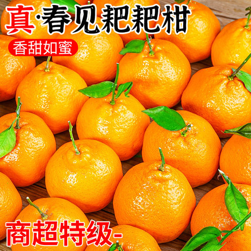 【假一赔十】正宗四川春见耙耙柑