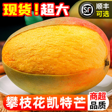 特大青甜芒新 包邮 水果整箱 四川攀枝花凯特芒果新鲜9斤大果当季