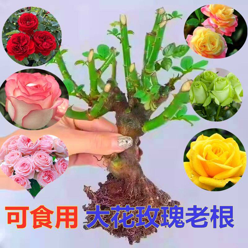 正宗香水玫瑰花苗老桩盆栽玫瑰四月季/蔷薇/玫瑰