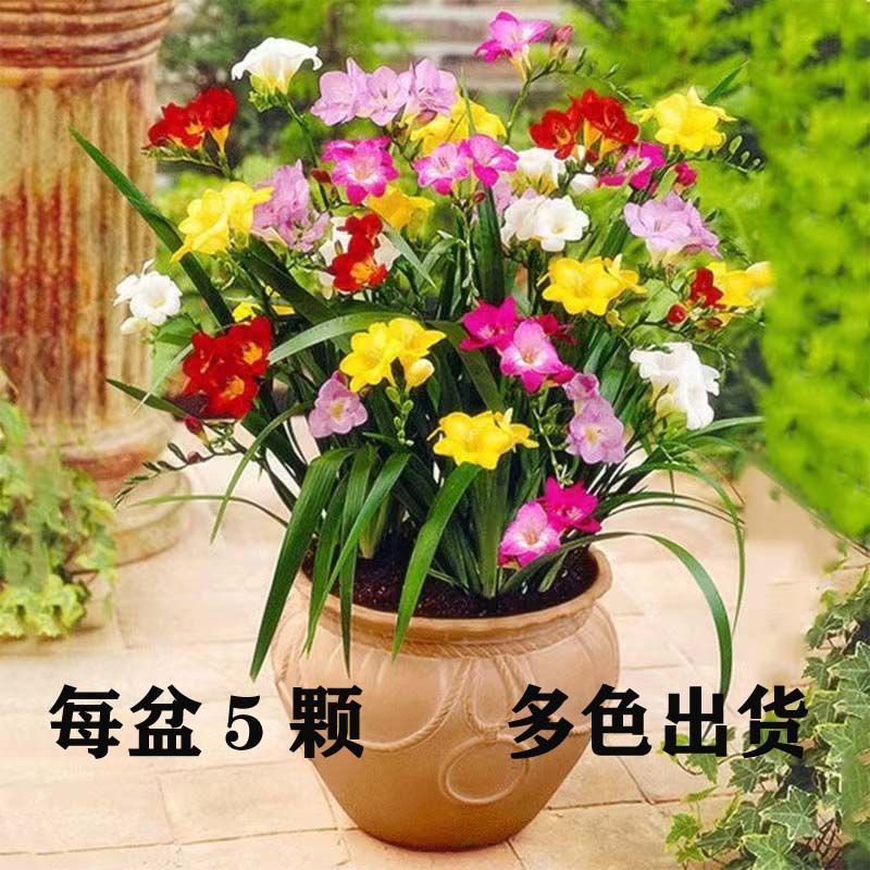 【不活包赔】耐寒香雪兰重瓣浓香型小苍兰盆栽种根室内外四季开花