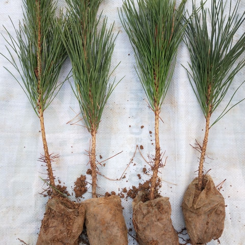 绿化苗木黑松小苗庭院黑松苗雪松树苗四季常青盆景植物松树苗园林