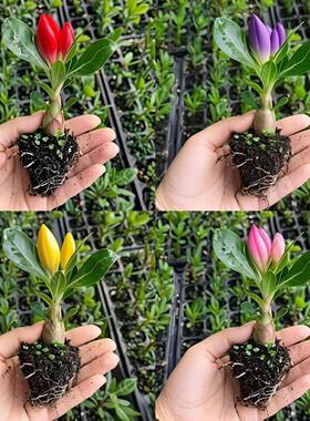沙漠玫瑰盆栽沙漠玫瑰重瓣植物室内花卉盆栽耐旱四季好养开花盆景