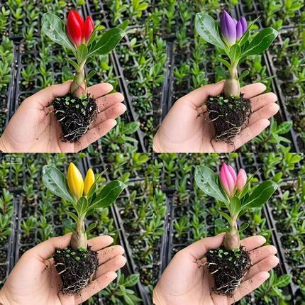 沙漠玫瑰盆栽沙漠玫瑰重瓣植物室内花卉盆栽耐旱四季好养开花盆景