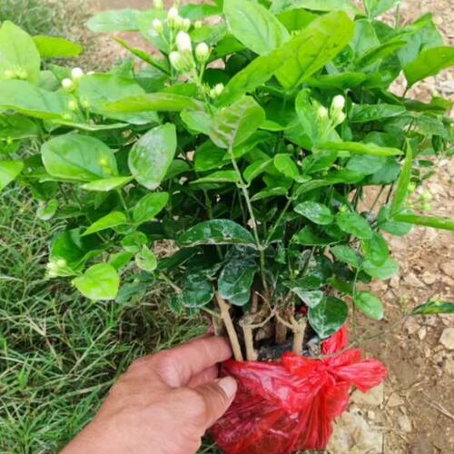 重瓣茉莉花苗带花苞可食用室内阳台香水绿植驱蚊好养花卉