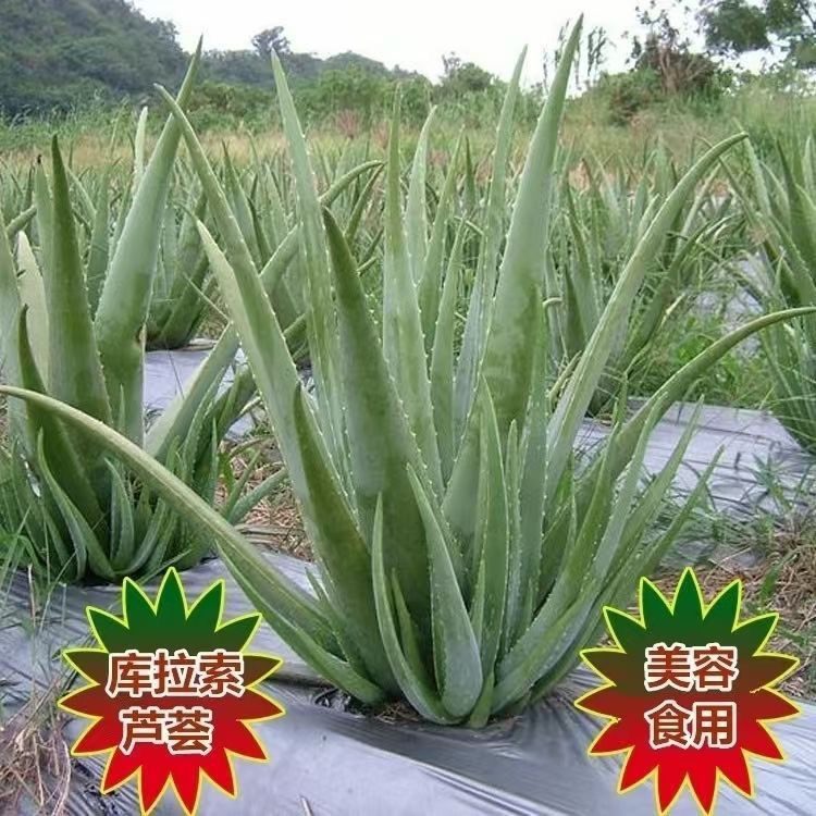美容院库拉索芦荟多肉美容灌肤食用补水盆栽植物室内外花卉绿植