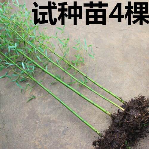 竹子苗庭院观赏竹四季常青紫竹黄金竹金镶玉地栽盆栽罗汉竹毛竹苗