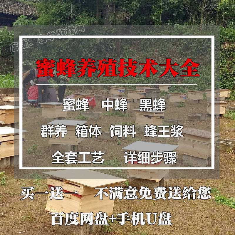 蜜蜂养殖视频教程养蜂技巧病虫害防治蜂蜜加工调制知识方法自学习