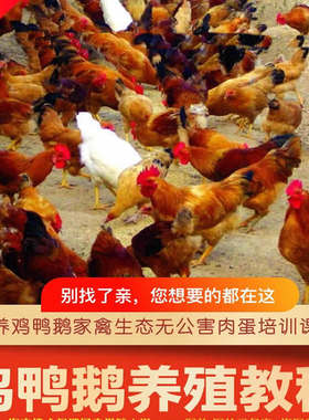 养鸡养鸭养鹅技术视频教程家禽散养疾病防治饲料喂养鸡舍自学习