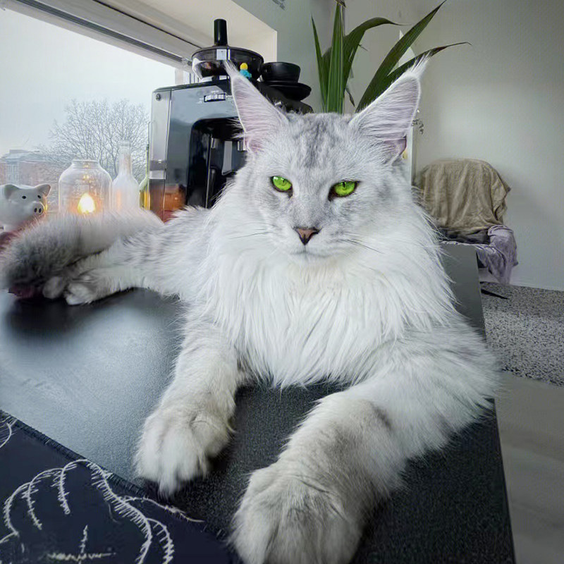 缅因猫幼猫纯种血统长毛俄罗斯库恩猫霸气烟灰银虎斑宠物活体幼崽