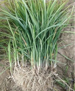 麦冬草麦冬苗别墅庭院绿化草坪药材苗四季常绿沿阶草丹麦草中细叶