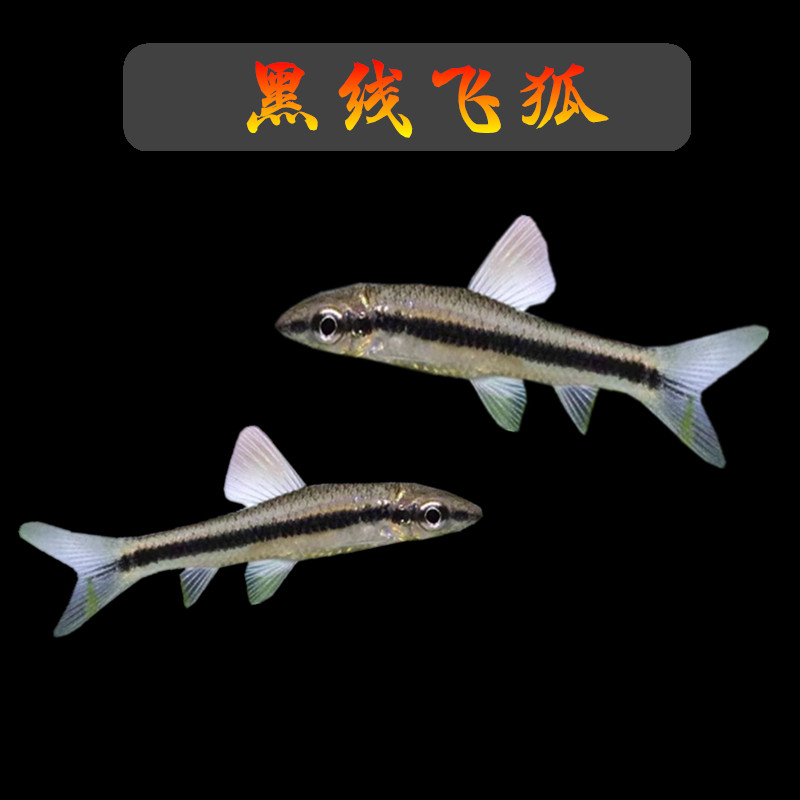 黑线飞狐虎纹小精灵淡水除黑毛藻
