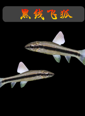 黑线飞狐小猴虎纹小精灵清洁除藻淡水热带鱼活体工具除黑毛藻褐藻