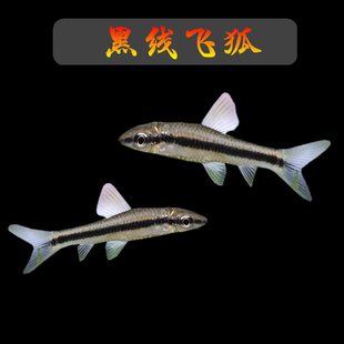 黑线飞狐小猴虎纹小精灵清洁除藻淡水热带鱼活体工具除黑毛藻褐藻