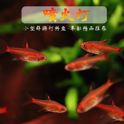 喷火灯火焰灯小型群游淡水热带鱼