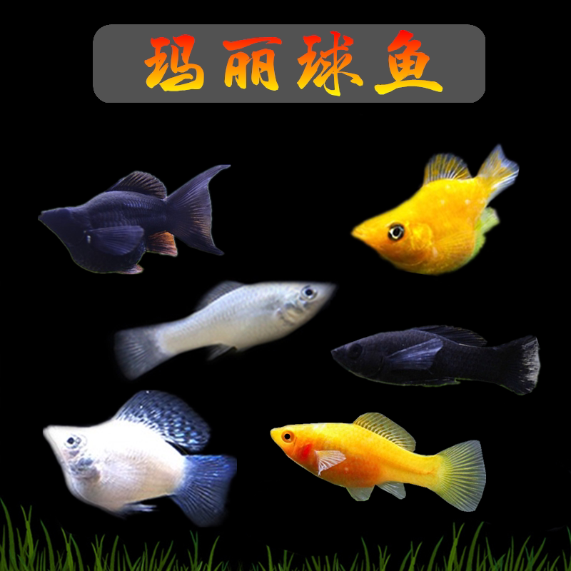 胎生玛丽鱼新手好养生小鱼好繁殖图片